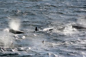 Orcas, Neumayer Channel, Antarctica 045.jpg